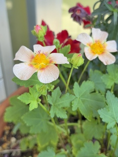 �炢���[🌸